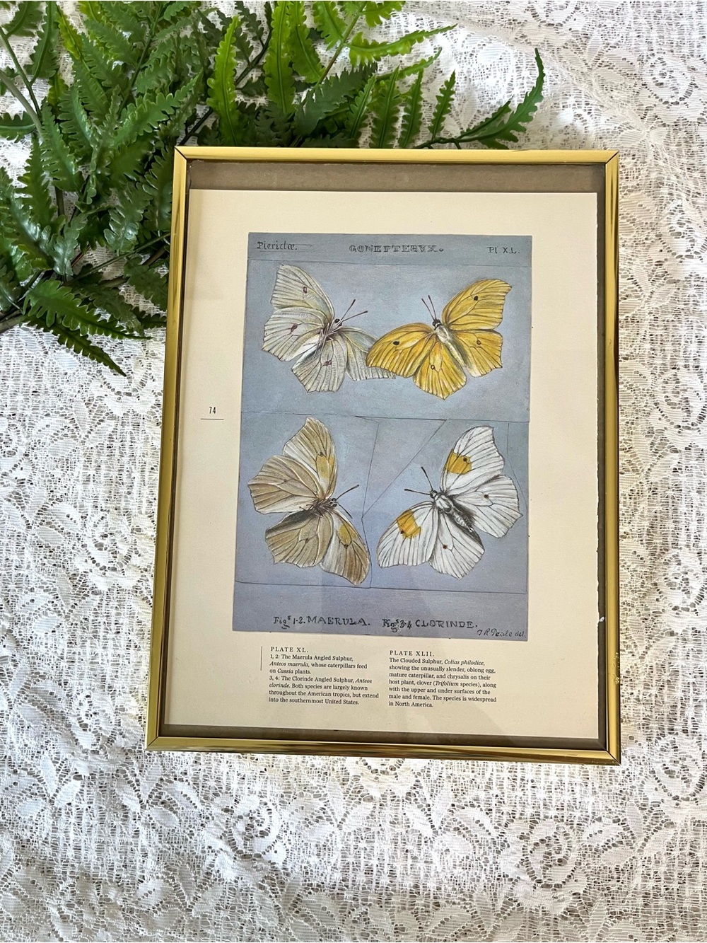 Vintage Solid Brass Framed Butterfly Decor
9x12